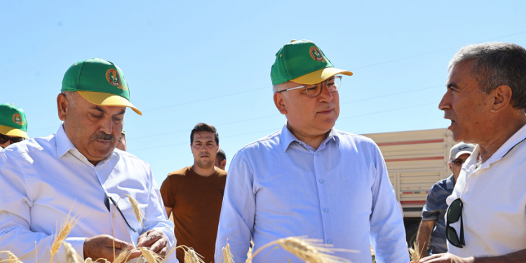 Sivas’ta tritikalede yüksek rekolte umudu