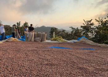 FİSKOBİRLİK fındık alımlarına başladı