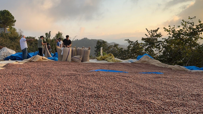 FİSKOBİRLİK fındık alımlarına başladı