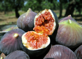 Siyah inciri hem yayacak hem de koruyacağız