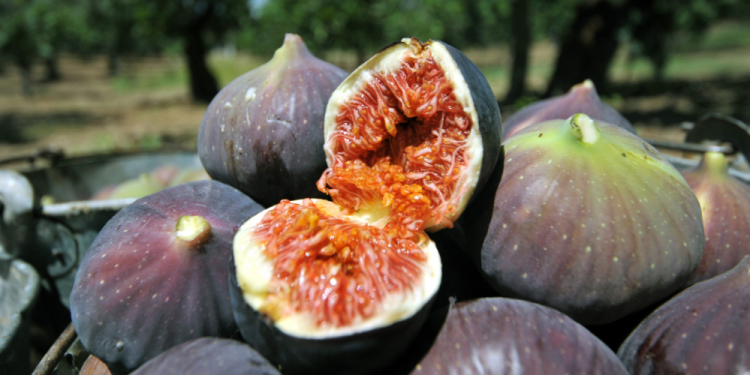 Siyah inciri hem yayacak hem de koruyacağız