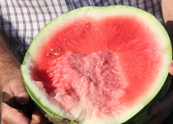 Sıcaklar “Diyarbakır karpuzu”nu olumsuz etkileyecek mi?