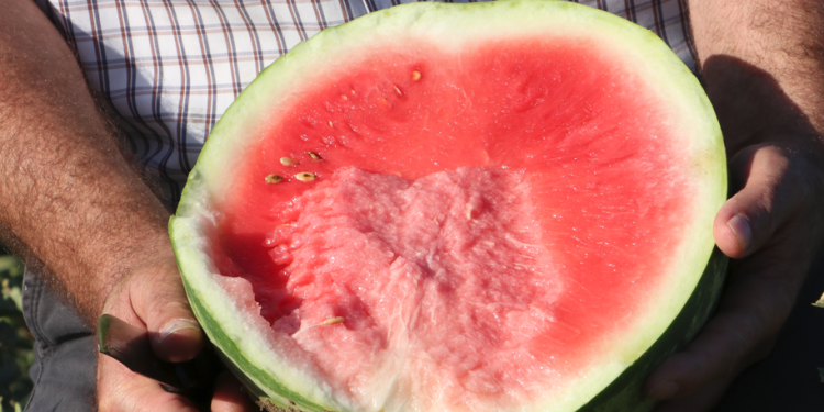 Sıcaklar “Diyarbakır karpuzu”nu olumsuz etkileyecek mi?