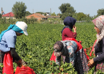 Bafra Ovası’nda 160 bin ton kapya biber rekoltesi bekleniyor