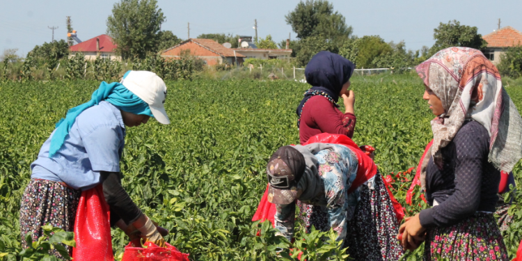 Bafra Ovası’nda 160 bin ton kapya biber rekoltesi bekleniyor