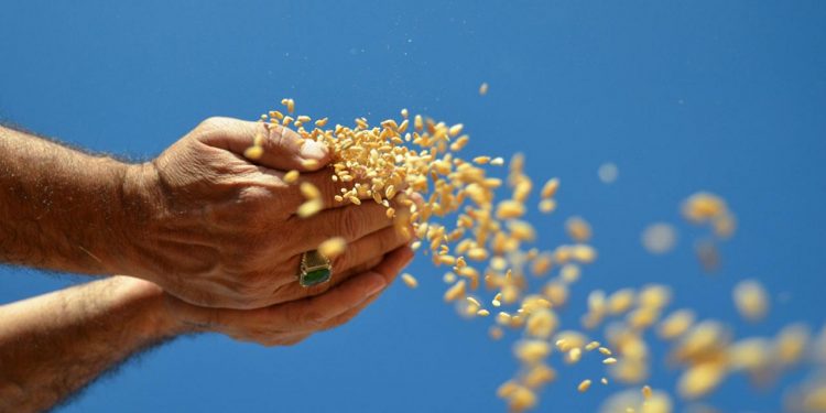 Depremin yaralarını hububatla sarıyorlar