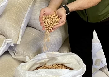 Nohut ekiminde yüksek rekolte beklentisi