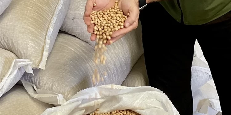 Nohut ekiminde yüksek rekolte beklentisi