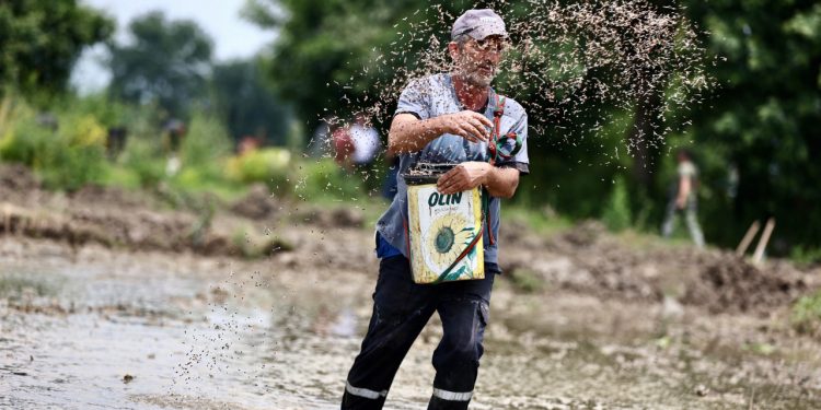 Ata tohumuyla verimi daha da artırılacak