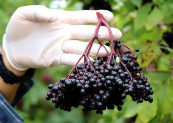 Aronya hasadında “sağlıklı” başlangıç