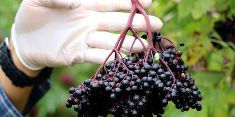 Aronya hasadında “sağlıklı” başlangıç