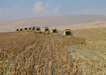 Muş Ovası’nda ayçiçeği hasadı devam ediyor