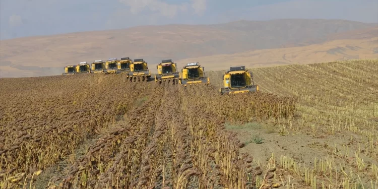 Muş Ovası’nda ayçiçeği hasadı devam ediyor