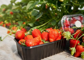 Geç turfanda çilek üretimi ile çiftçinin eli daha güçlü