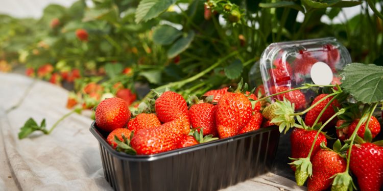 Geç turfanda çilek üretimi ile çiftçinin eli daha güçlü