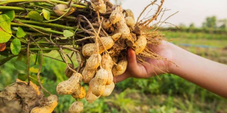 Yer fıstığının üretim alanı daha da genişledi