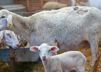 Hayvan yetiştiricileri verilecek destekten memnun