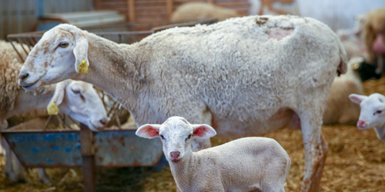 Hayvan yetiştiricileri verilecek destekten memnun