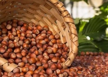 Fındık ihracatında Avrupa kapılarına dayandık