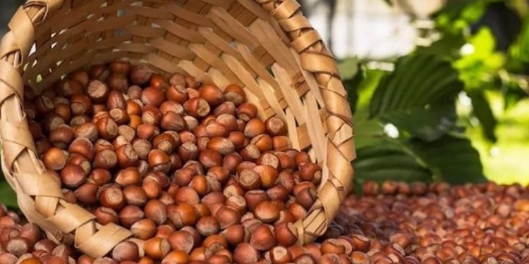 Fındık ihracatında Avrupa kapılarına dayandık