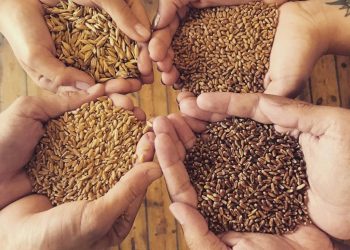 Tohumculuk büyümesini AR-GE ile artıracak