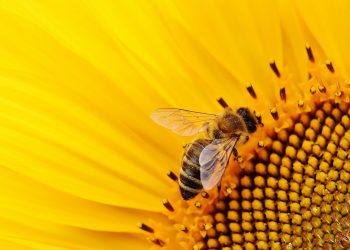 Organik arıcılık yapana kovan başına 30 lira