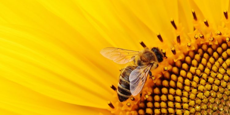 Organik arıcılık yapana kovan başına 30 lira