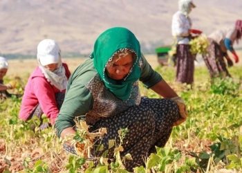Kadın çiftçiler tarımsal projelerle destekleniyor