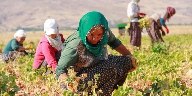 Kadın çiftçiler tarımsal projelerle destekleniyor