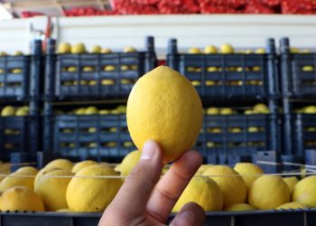 Limon üreticilerine destek sağlanmalı