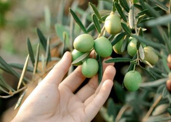 Sofralık zeytin ihracatı 100 bin tonu aştı