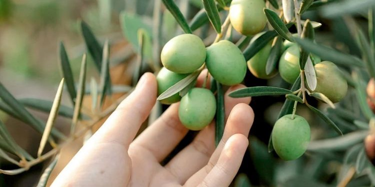 Sofralık zeytin ihracatı 100 bin tonu aştı