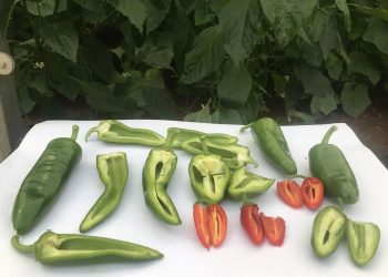 Islah yöntemiyle beş çeşit biber üretildi