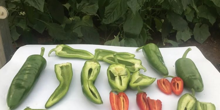 Islah yöntemiyle beş çeşit biber üretildi