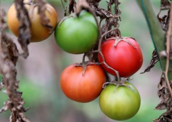 Bozkırın ortasından domates hasat ettiler