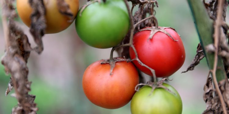 Bozkırın ortasından domates hasat ettiler