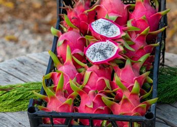 Ejder meyvesinde üretim artırılacak