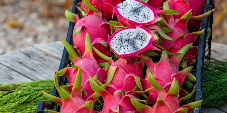 Ejder meyvesinde üretim artırılacak