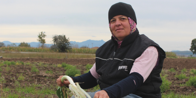 Pırasada rekolte ile birlikte iyi fiyat beklentisi