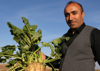 Pancarda alanla birlikte üretim de arttı