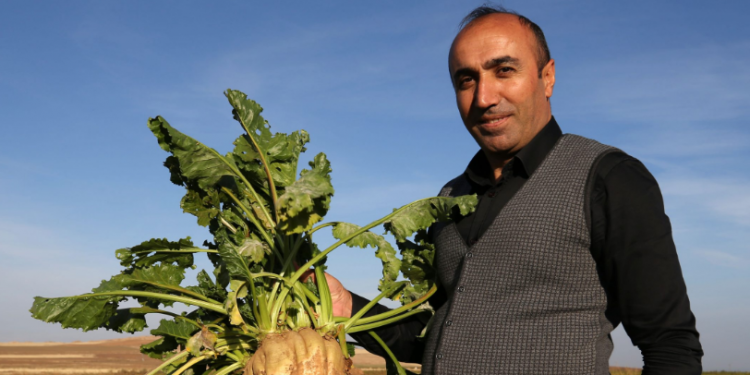 Pancarda alanla birlikte üretim de arttı