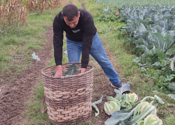 Renklenen karnabaharlar Rusya’ya ihraç ediliyor