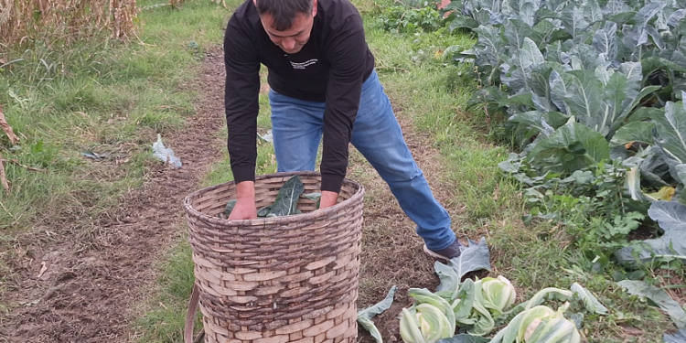Renklenen karnabaharlar Rusya’ya ihraç ediliyor