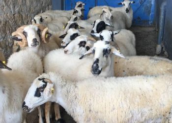 Küçükbaş hayvancılıkta destekler artırılmalı