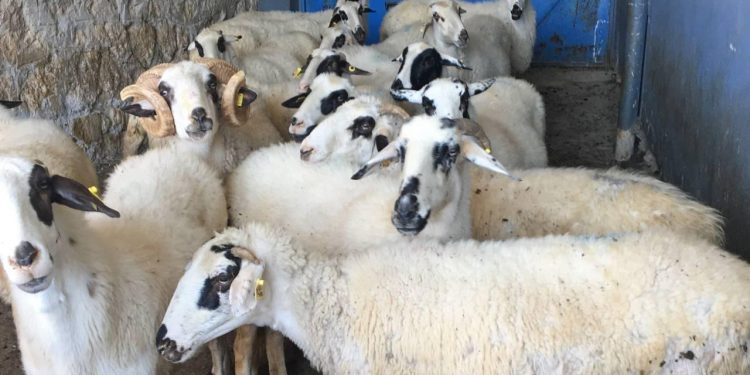 Küçükbaş hayvancılıkta destekler artırılmalı