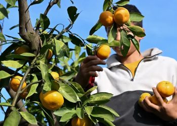 Mandalina rekoltesiyle ihracatçıyı sevindirdi