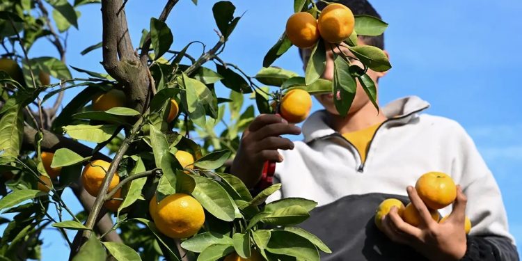 Mandalina rekoltesiyle ihracatçıyı sevindirdi