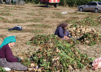 Şekerpancarı üretimi üreticiyi memnun etti