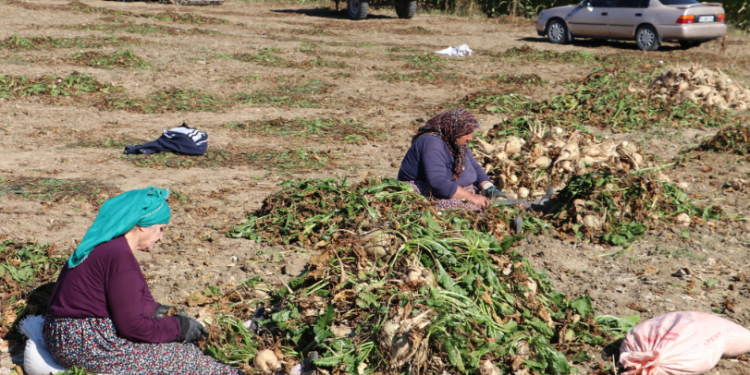 Şekerpancarı üretimi üreticiyi memnun etti