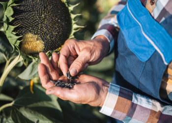 Yerli ayçiçeği için yeni alanlar açılıyor
